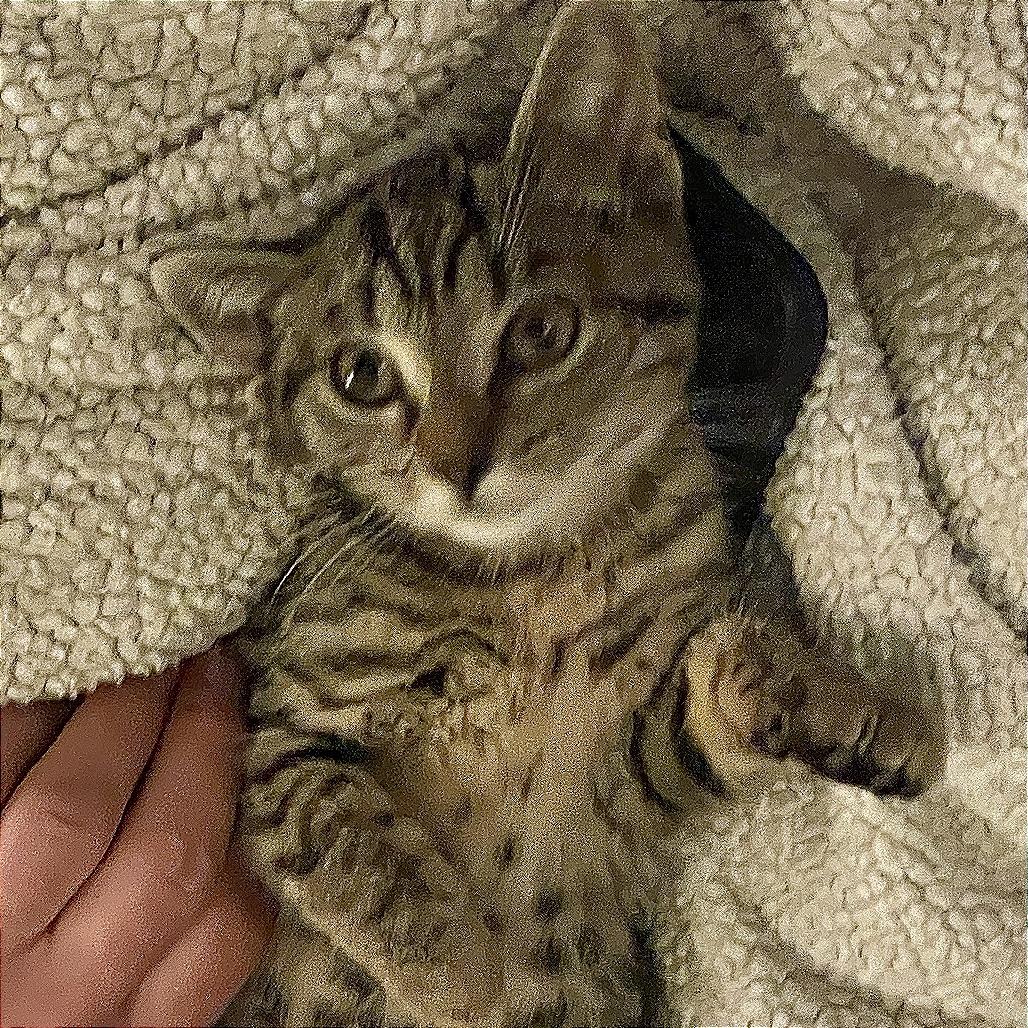 Enlarge Ms. Perfect, a Adoptable Domestic Short Hair in Marshall, VA image 2/6