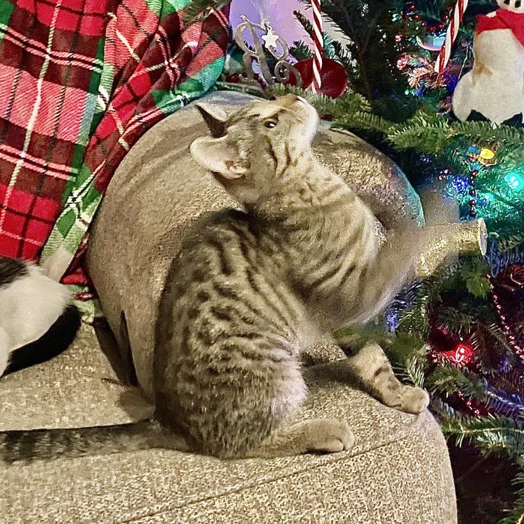 Enlarge Ms. Perfect, a Adoptable Domestic Short Hair in Marshall, VA image 3/6