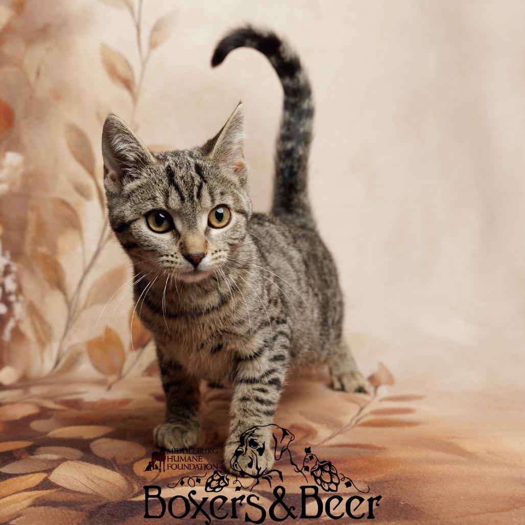 Enlarge Ms. Perfect, a Adoptable Domestic Short Hair in Marshall, VA image 4/6