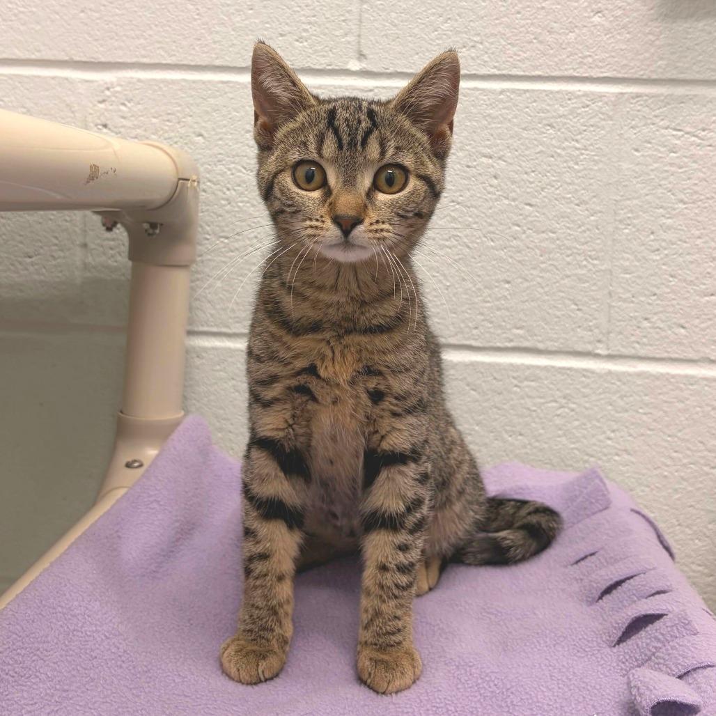 Enlarge Ms. Perfect, a Adoptable Domestic Short Hair in Marshall, VA image 5/6