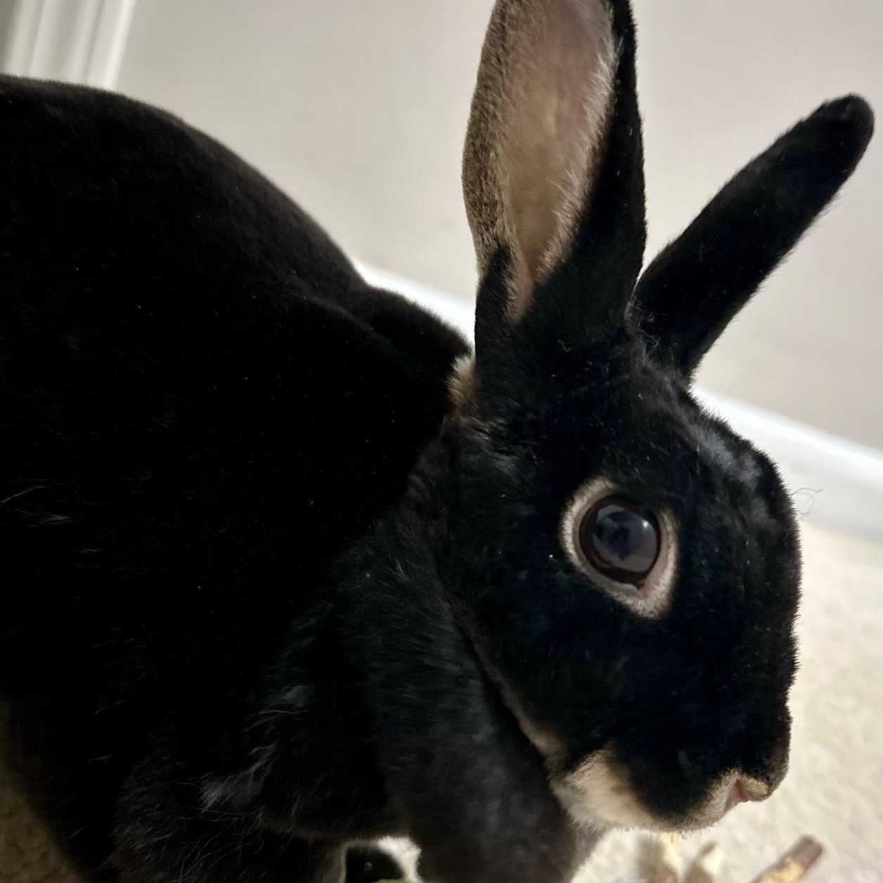 Enlarge Stella, a Adoptable Mini Rex in Edina, MN image 1/5
