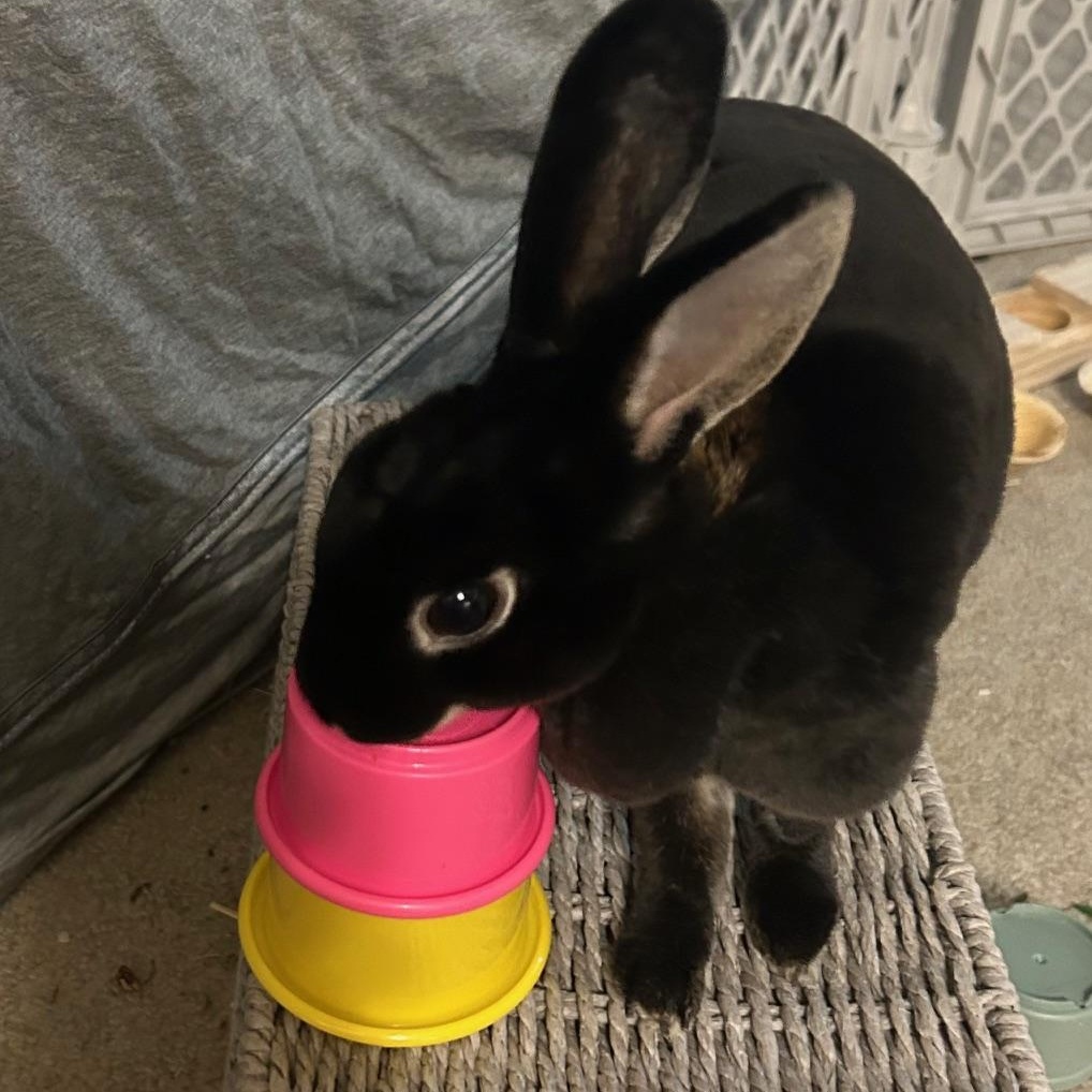 Enlarge Stella, a Adoptable Mini Rex in Edina, MN image 2/5
