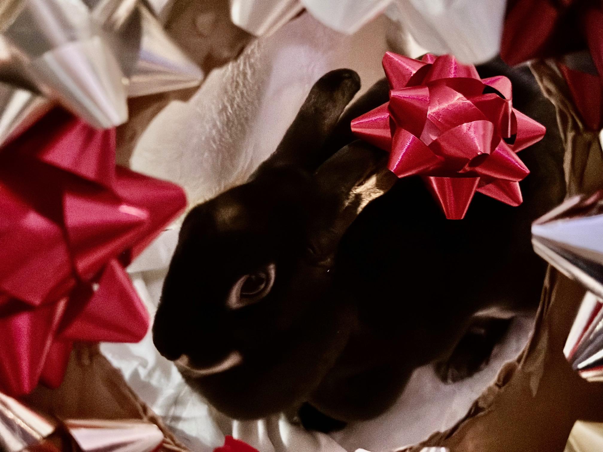 Enlarge Stella, a Adoptable Mini Rex in Edina, MN image 5/5