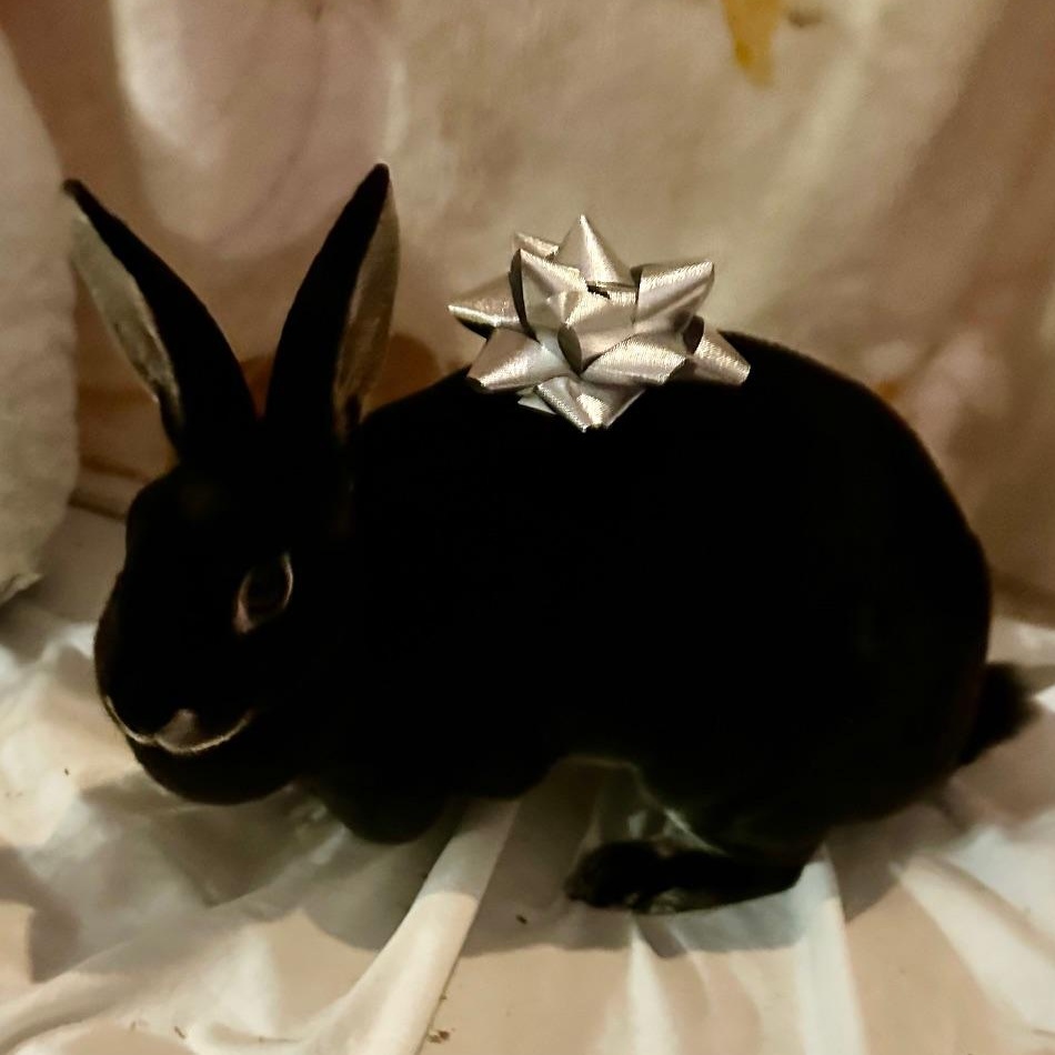 Enlarge Stella, a Adoptable Mini Rex in Edina, MN image 3/5