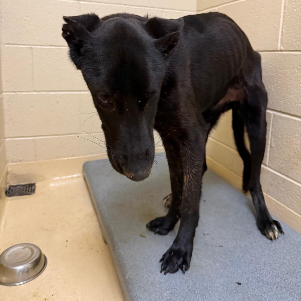 Roxy, Adoptable, Adult Female Mixed Breed.