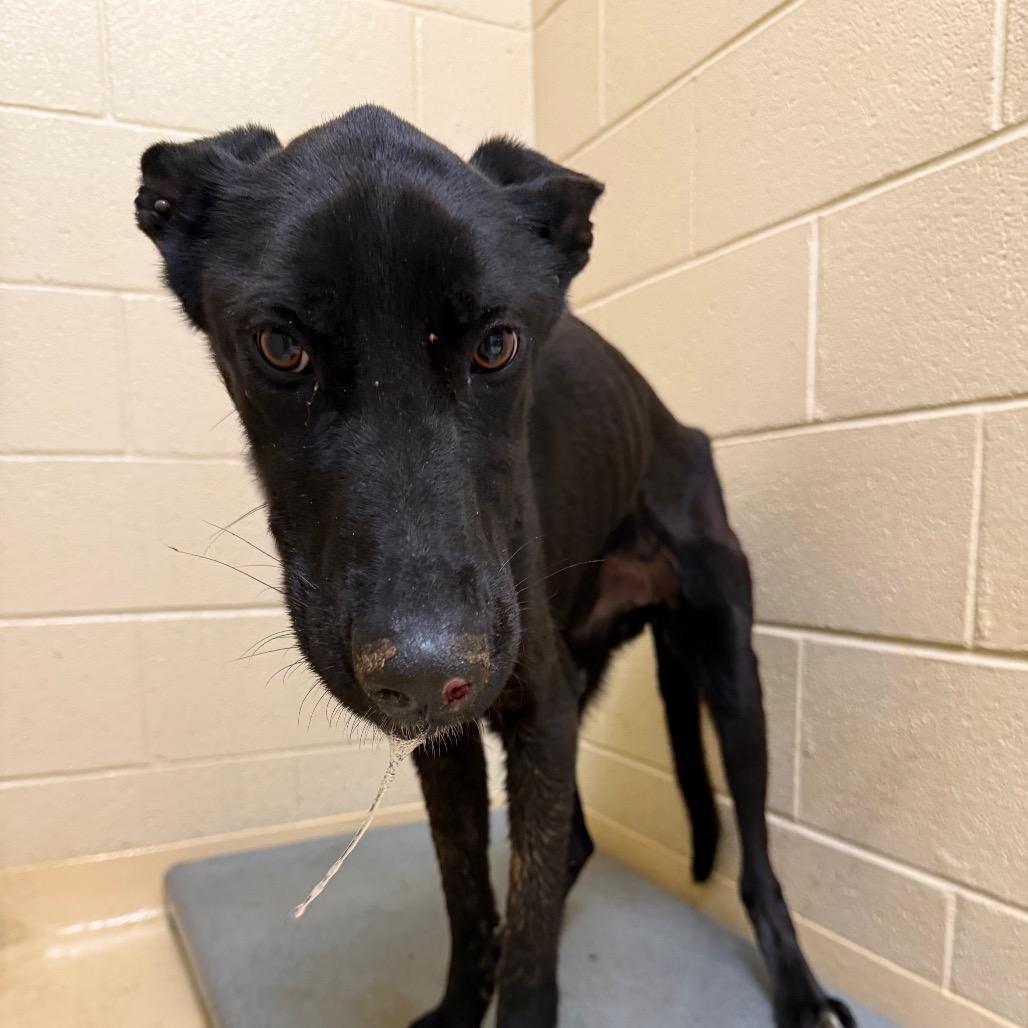 Enlarge Roxy, a Adoptable Mixed Breed in Winston-Salem, NC image 2/2