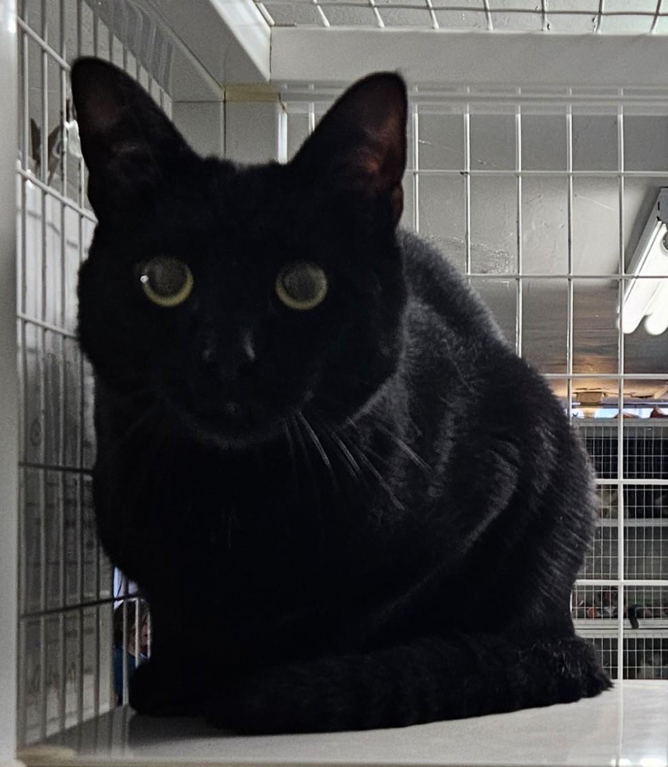 Enlarge Lapras, a ADOPTABLE Domestic Short Hair in Claremont, NH image 1/1