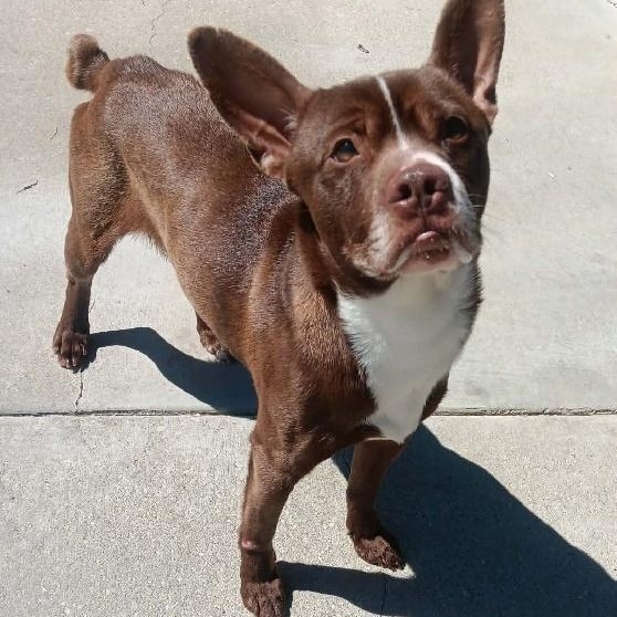 CHACHI, ADOPTABLE, Senior Male Terrier.