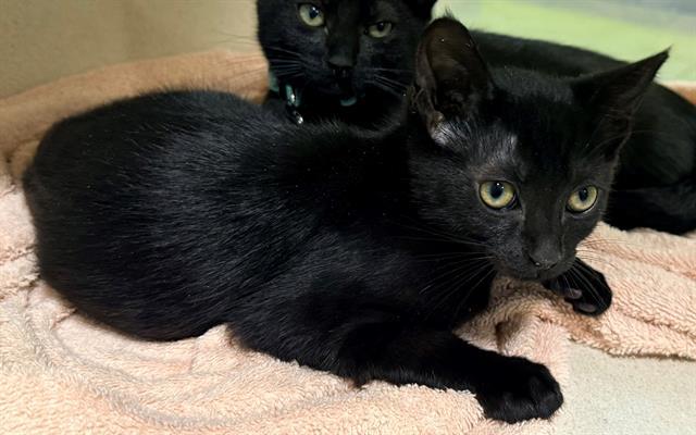 ALADDIN, Adoptable, Kitten Male Domestic Short Hair.