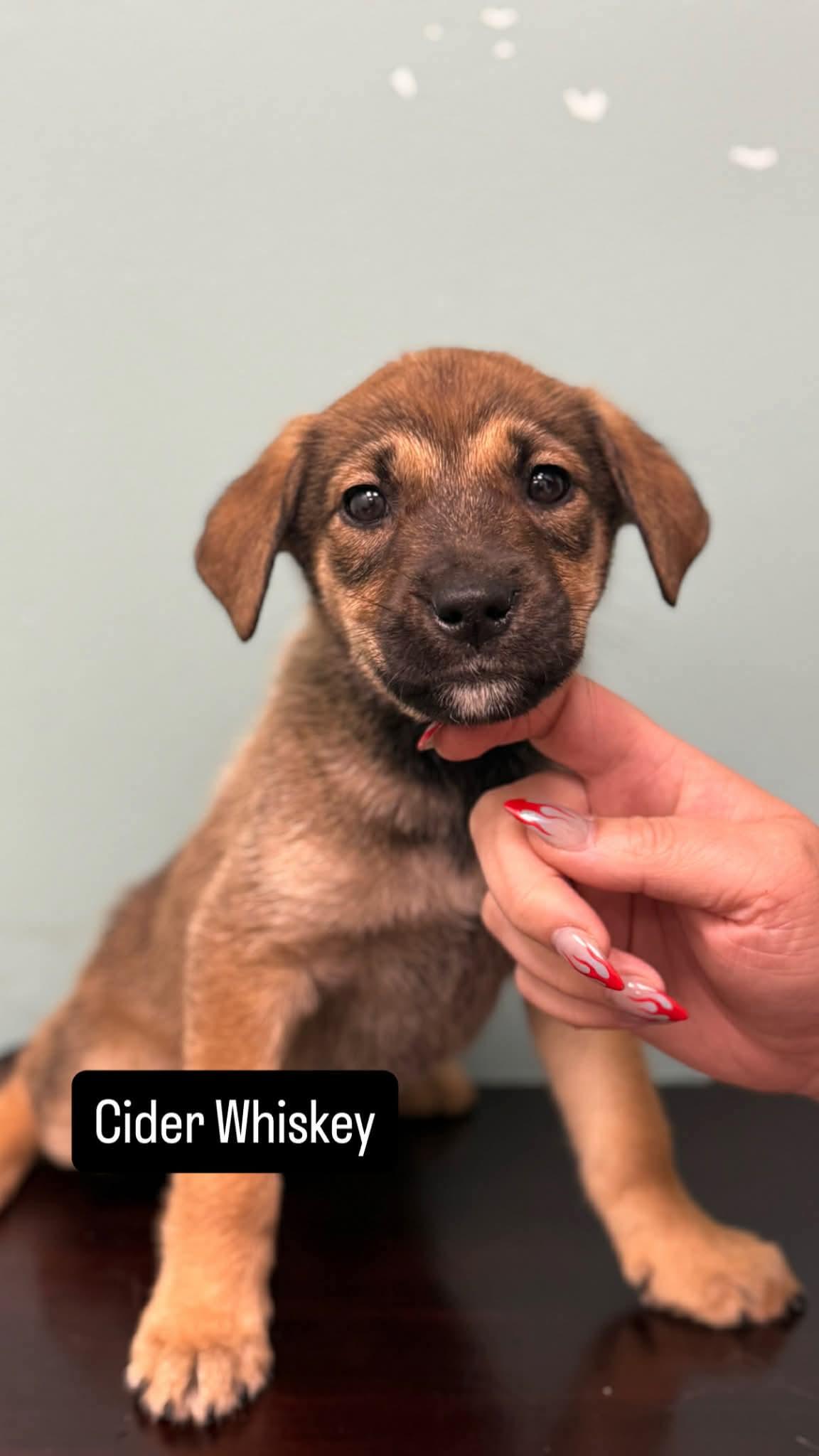 Cider Whiskey, Adoptable, Puppy Female Labrador Retriever.
