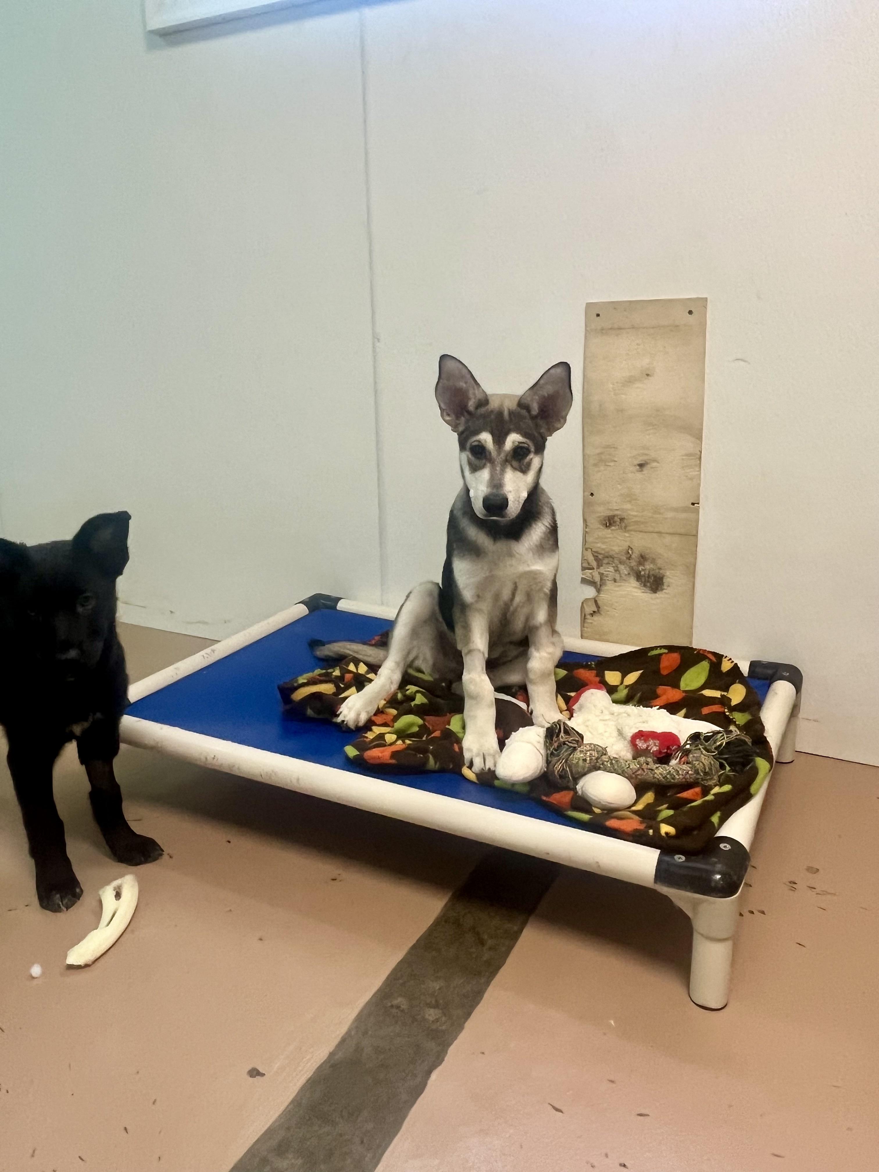 Flounder, an adoptable Shepherd, Mixed Breed in Jamestown, ND, 58402 | Photo Image 2