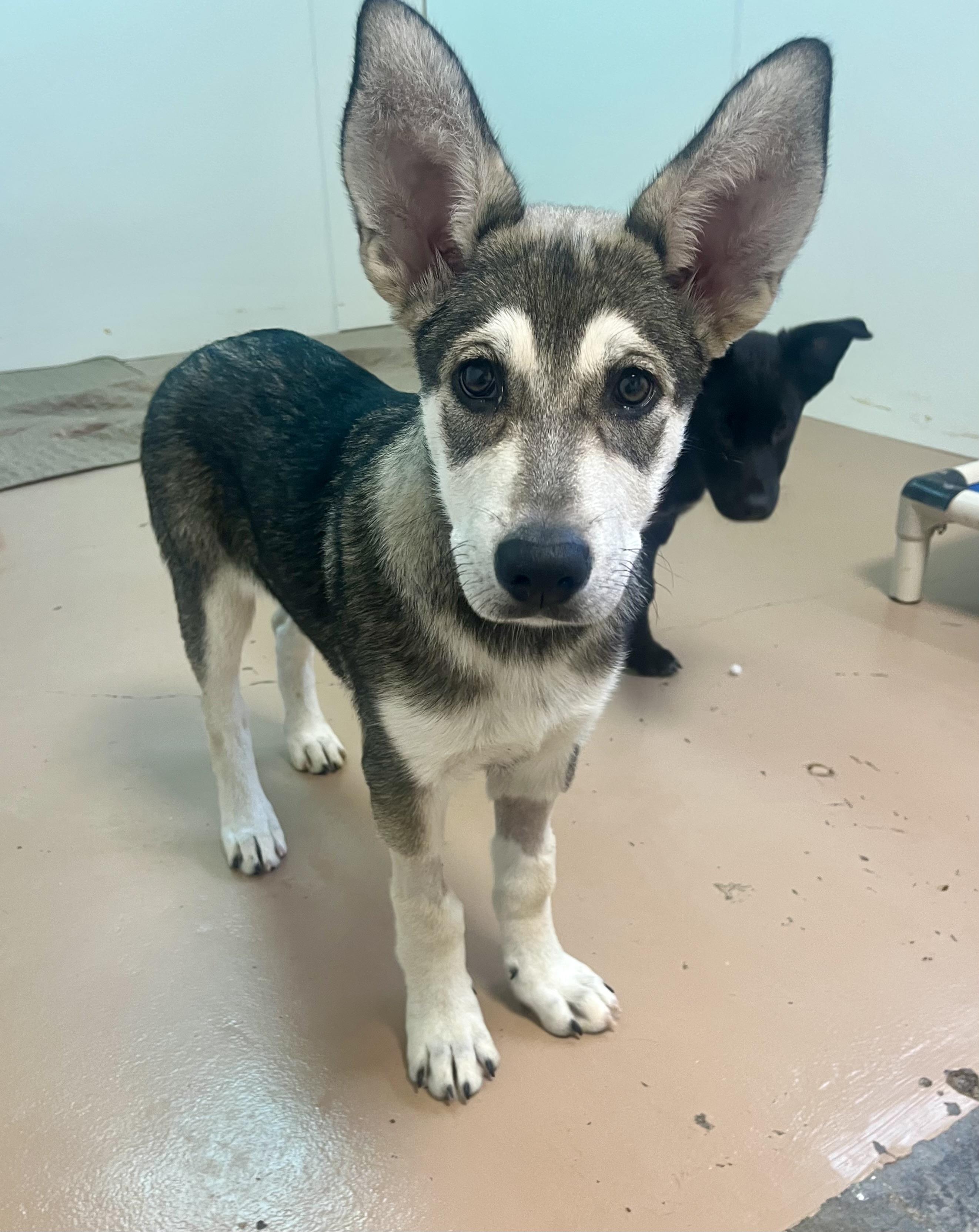 Flounder, an adoptable Shepherd, Mixed Breed in Jamestown, ND, 58402 | Photo Image 1