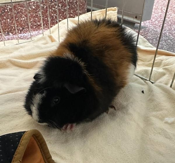 Enlarge Astrid (companion To Oreo), a Adoptable mixed breed in Stratham, NH image 1/1