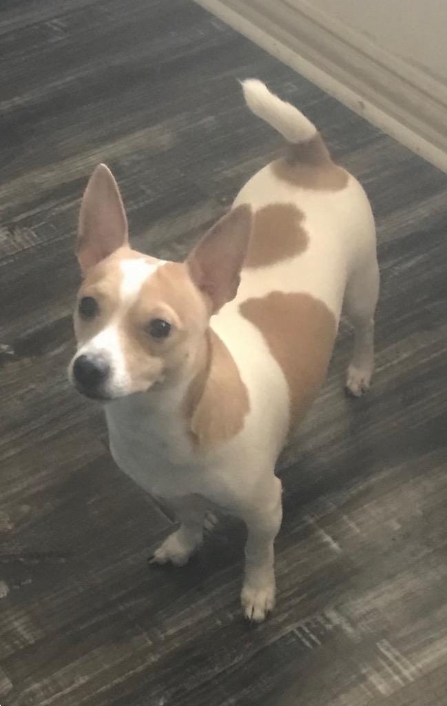 Quinn, Adopted, Adult Male Rat Terrier.