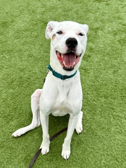 Enlarge Maxwell, a Adoptable mixed breed in Downers Grove, IL image 3/3