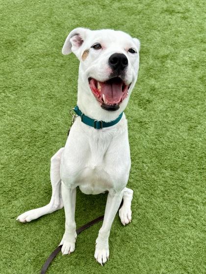 Enlarge Maxwell, a Adoptable mixed breed in Downers Grove, IL image 2/3