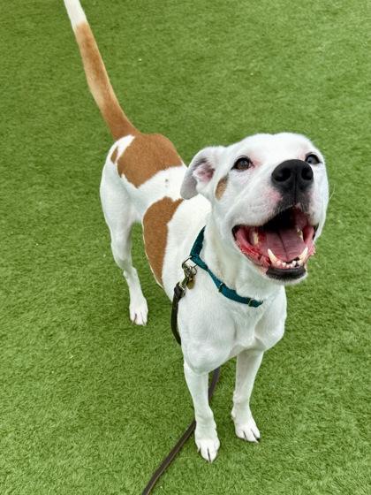 Maxwell, Adoptable, Adult Male Pit Bull Terrier.