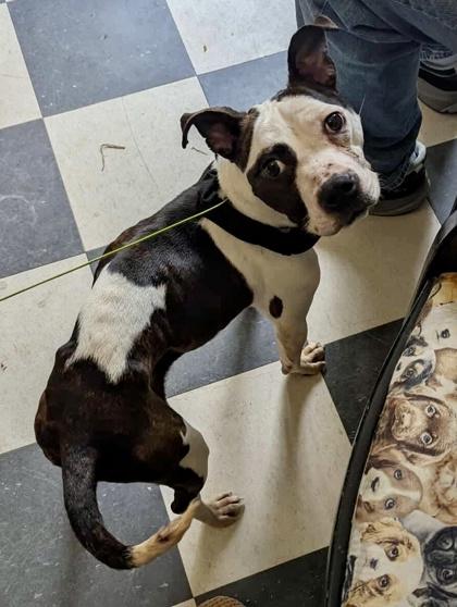 Pearl — thumbnail 2