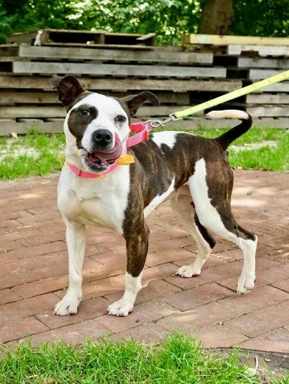 Pearl — thumbnail 3