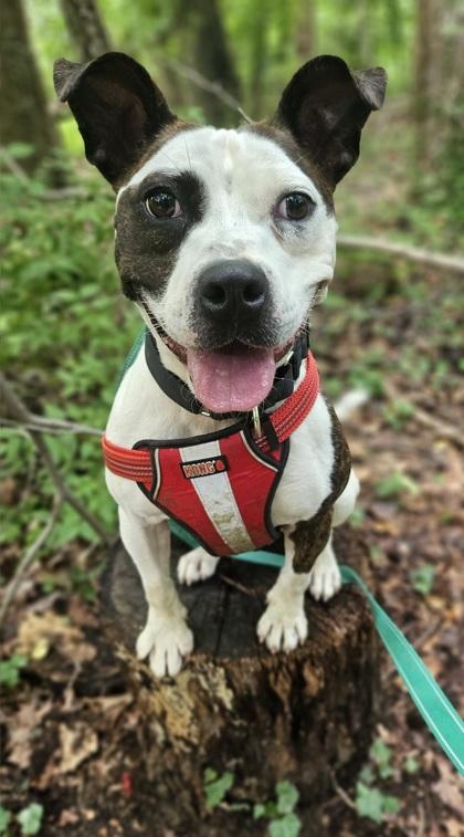 Pearl — thumbnail 4