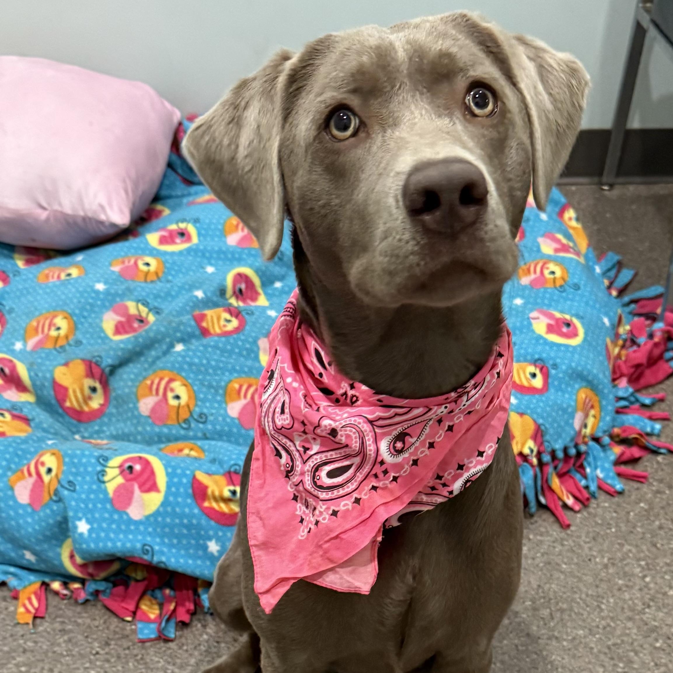 Abby, an adoptable Labrador Retriever in Sault Sainte Marie, MI, 49783 | Photo Image 2