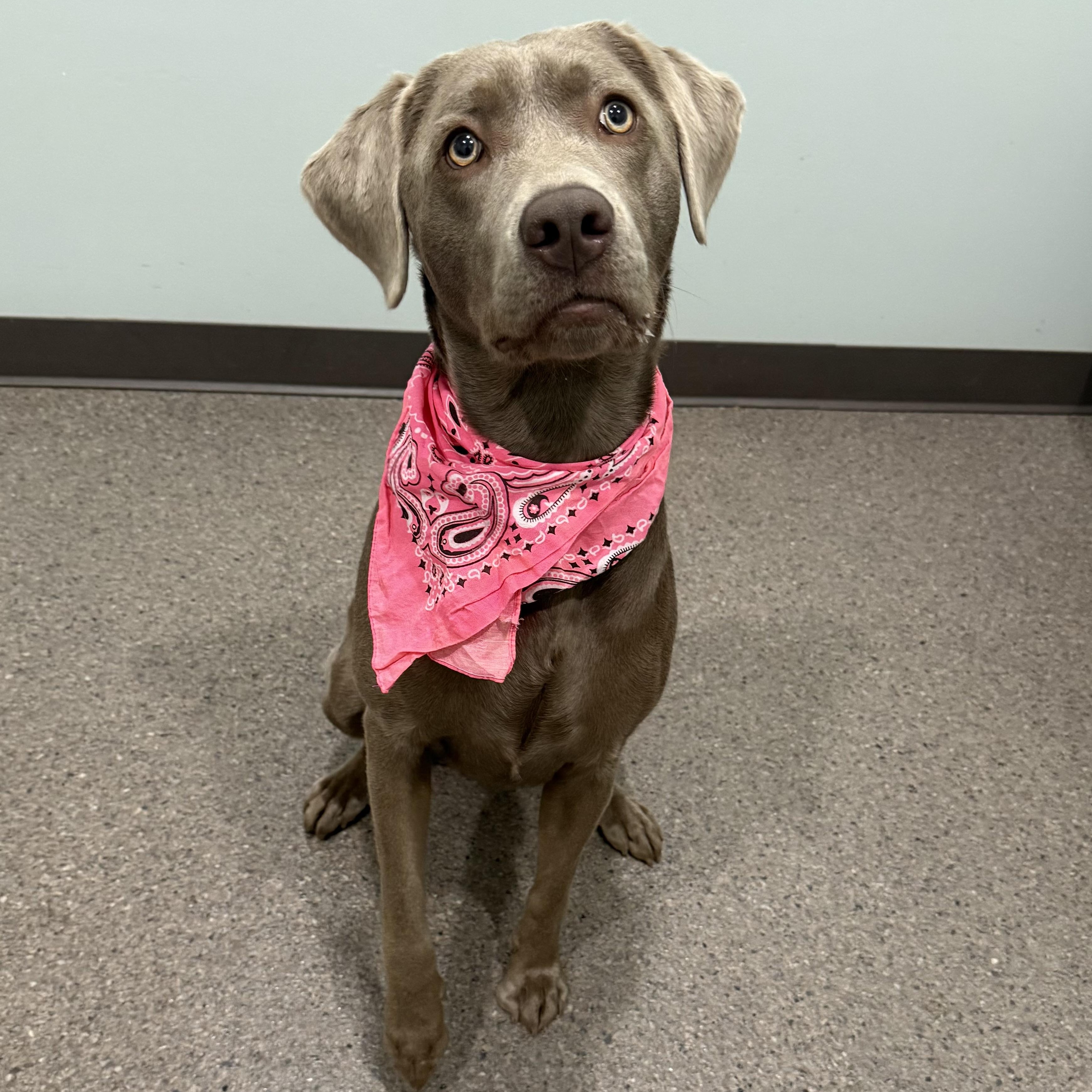 Abby, an adoptable Labrador Retriever in Sault Sainte Marie, MI, 49783 | Photo Image 1