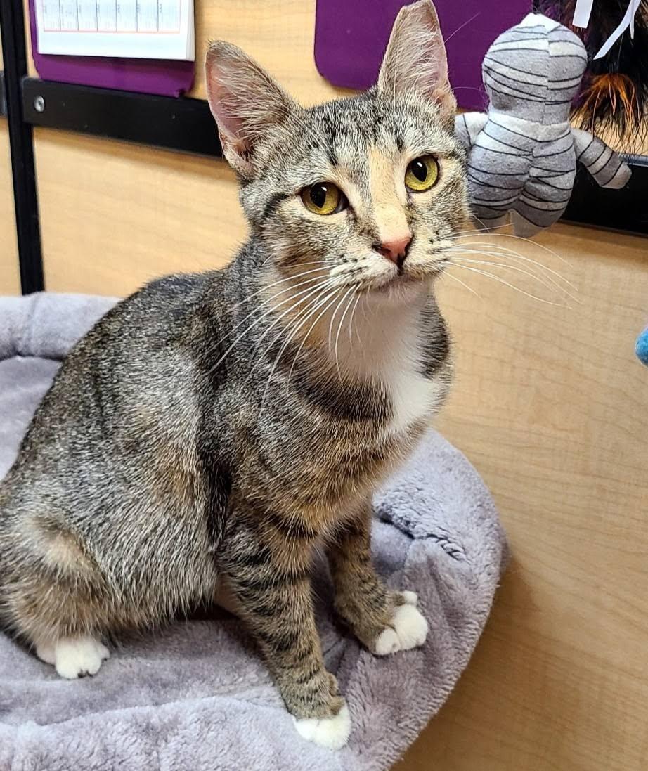Enlarge Kay, a ADOPTABLE Domestic Short Hair in Queen Creek, AZ image 3/5