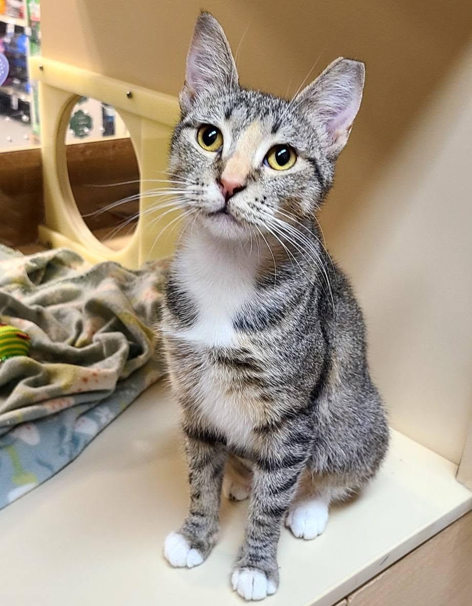 Enlarge Kay, a ADOPTABLE Domestic Short Hair in Queen Creek, AZ image 4/5