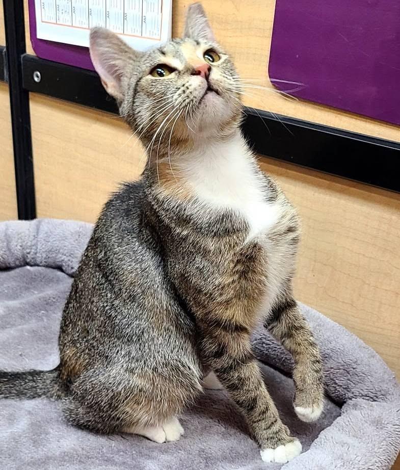 Enlarge Kay, a ADOPTABLE Domestic Short Hair in Queen Creek, AZ image 2/5