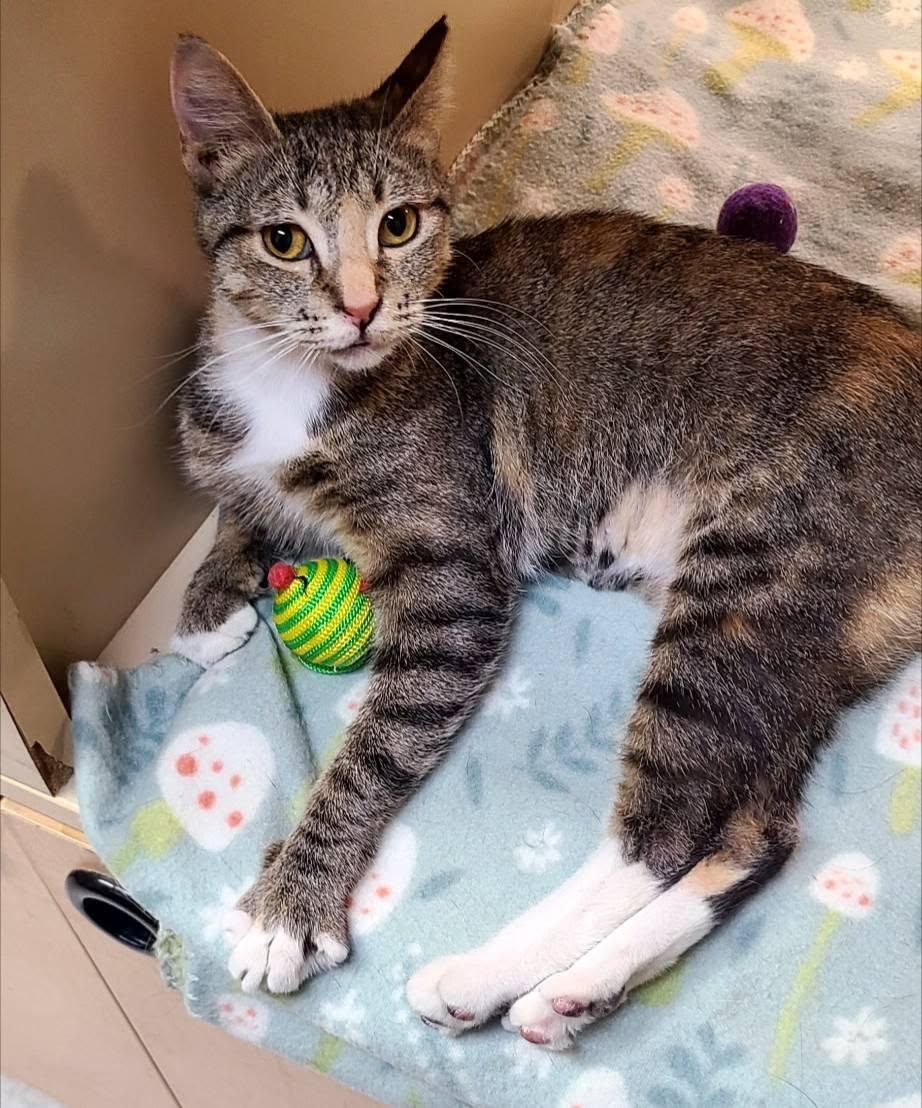 Enlarge Kay, a ADOPTABLE Domestic Short Hair in Queen Creek, AZ image 5/5