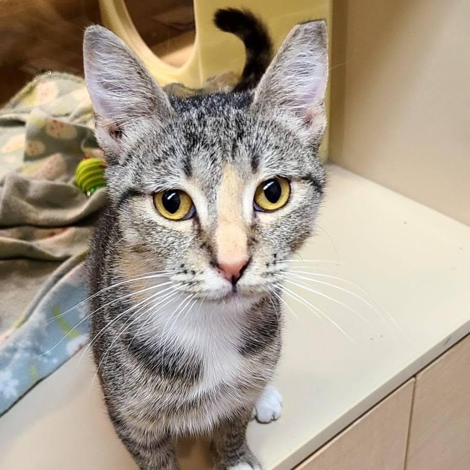 Kay, ADOPTABLE, Young Female Domestic Short Hair.