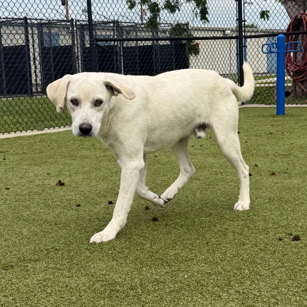 Enlarge Castiel, a Adoptable Labrador Retriever in Bryan, TX image 1/5
