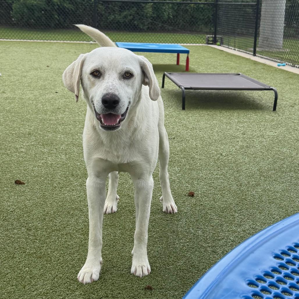 Enlarge Castiel, a Adoptable Labrador Retriever in Bryan, TX image 2/5