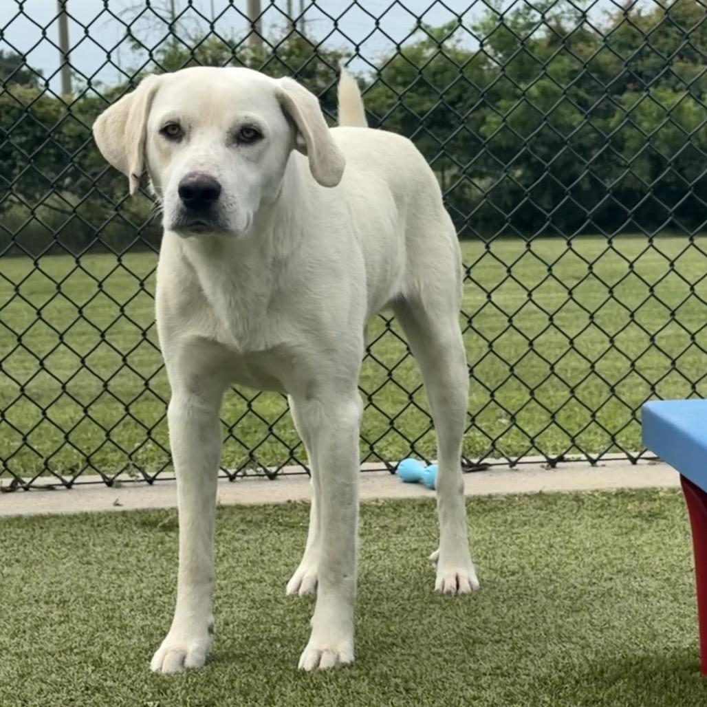 Enlarge Castiel, a Adoptable Labrador Retriever in Bryan, TX image 3/5