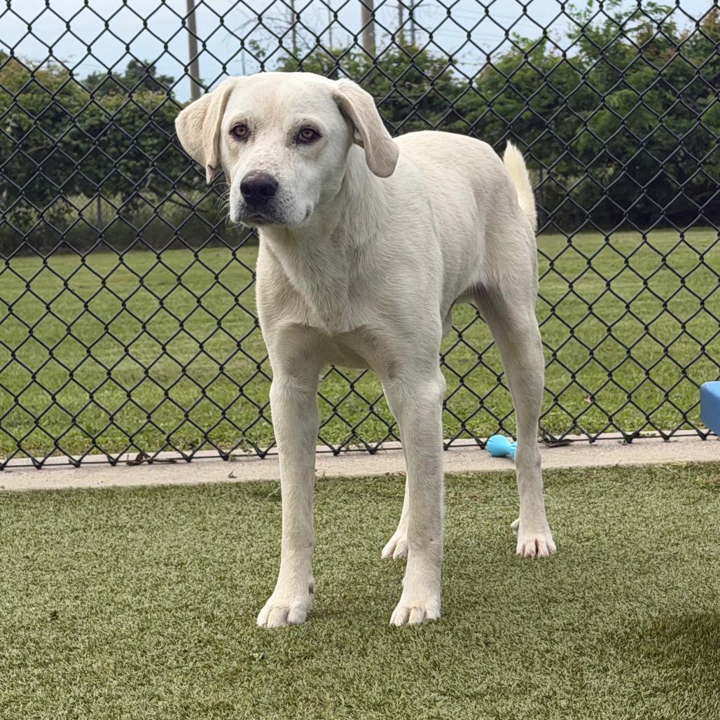 Enlarge Castiel, a Adoptable Labrador Retriever in Bryan, TX image 4/5