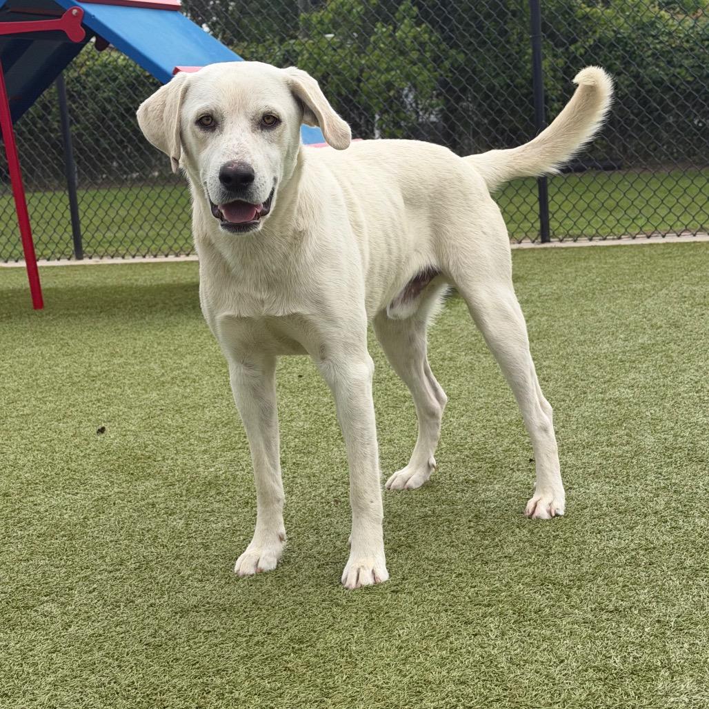 Enlarge Castiel, a Adoptable Labrador Retriever in Bryan, TX image 5/5