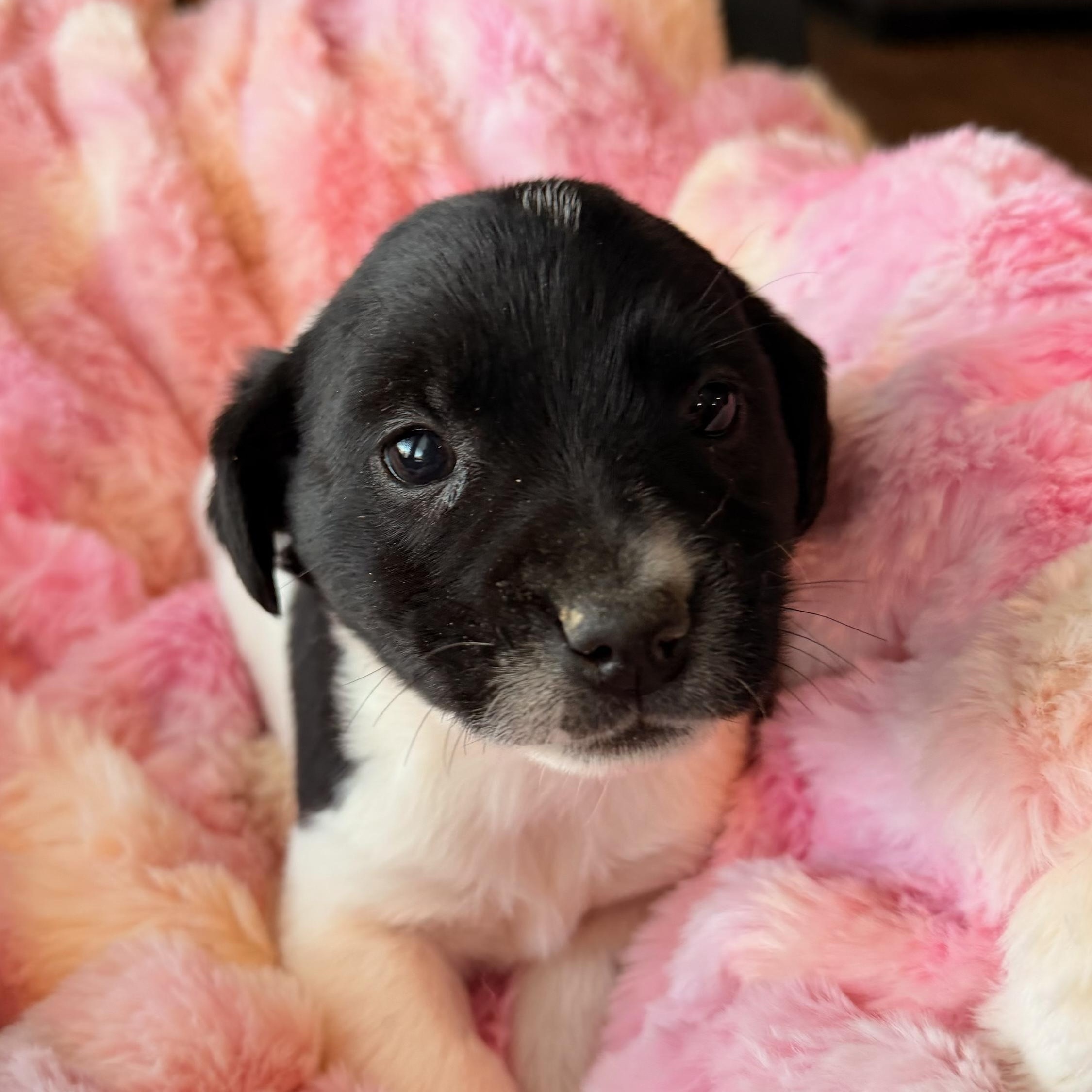 Bessie , ADOPTABLE, Puppy Female Rat Terrier.