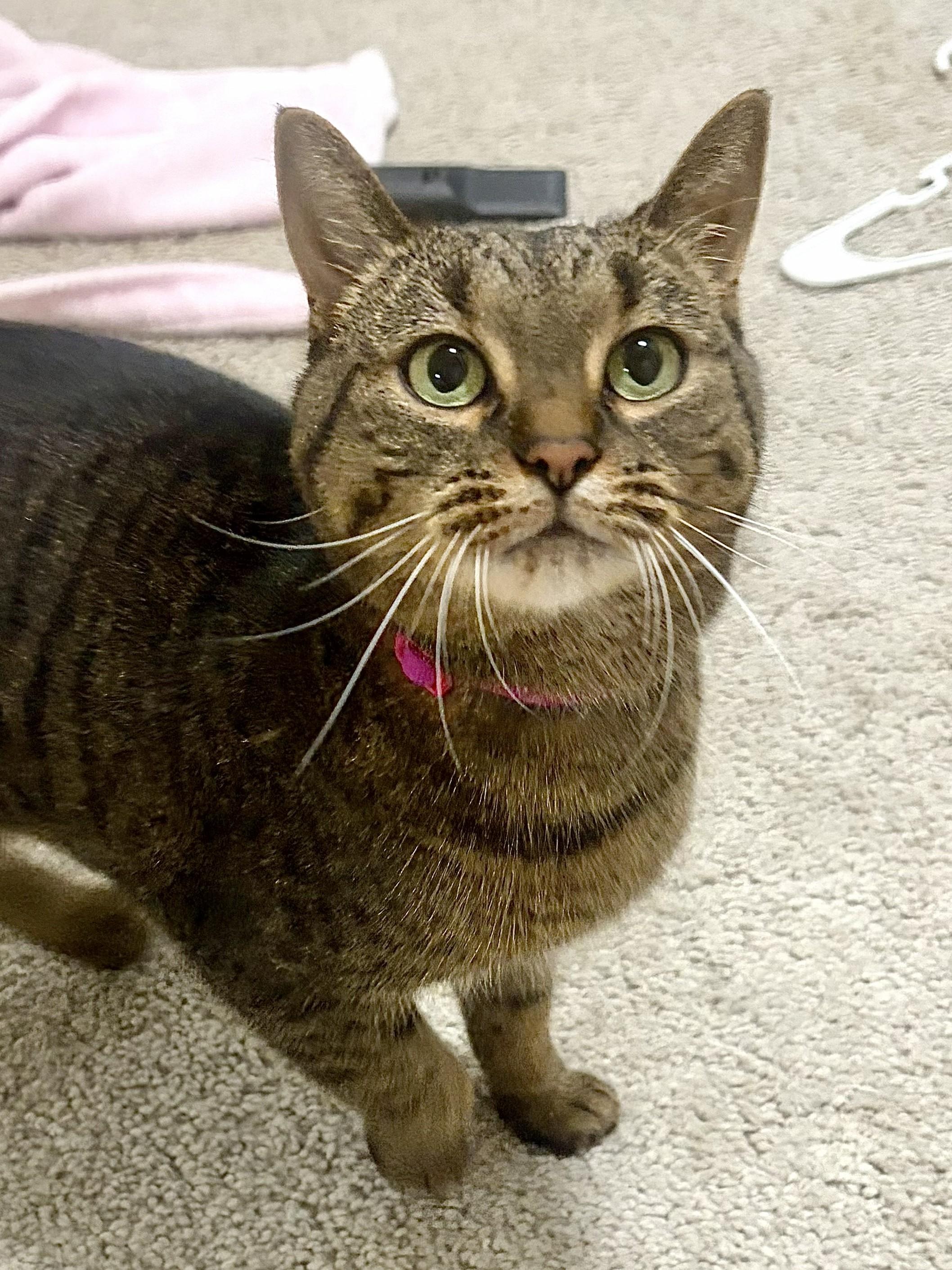 Enlarge Lulu (courtesy post), a Adoptable Tabby in Midland, MI image 3/3