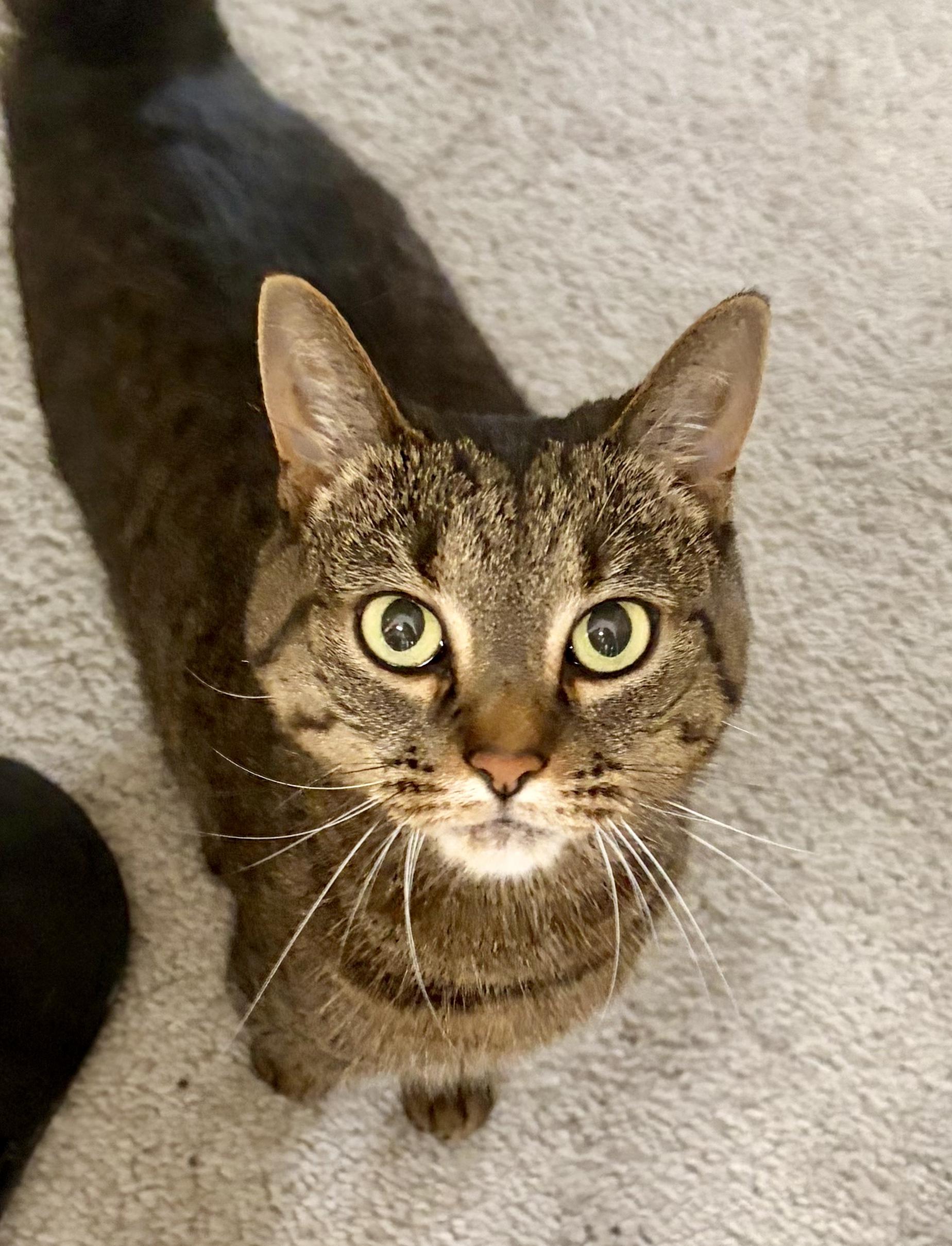 Enlarge Lulu (courtesy post), a ADOPTABLE Tabby in Midland, MI image 1/1