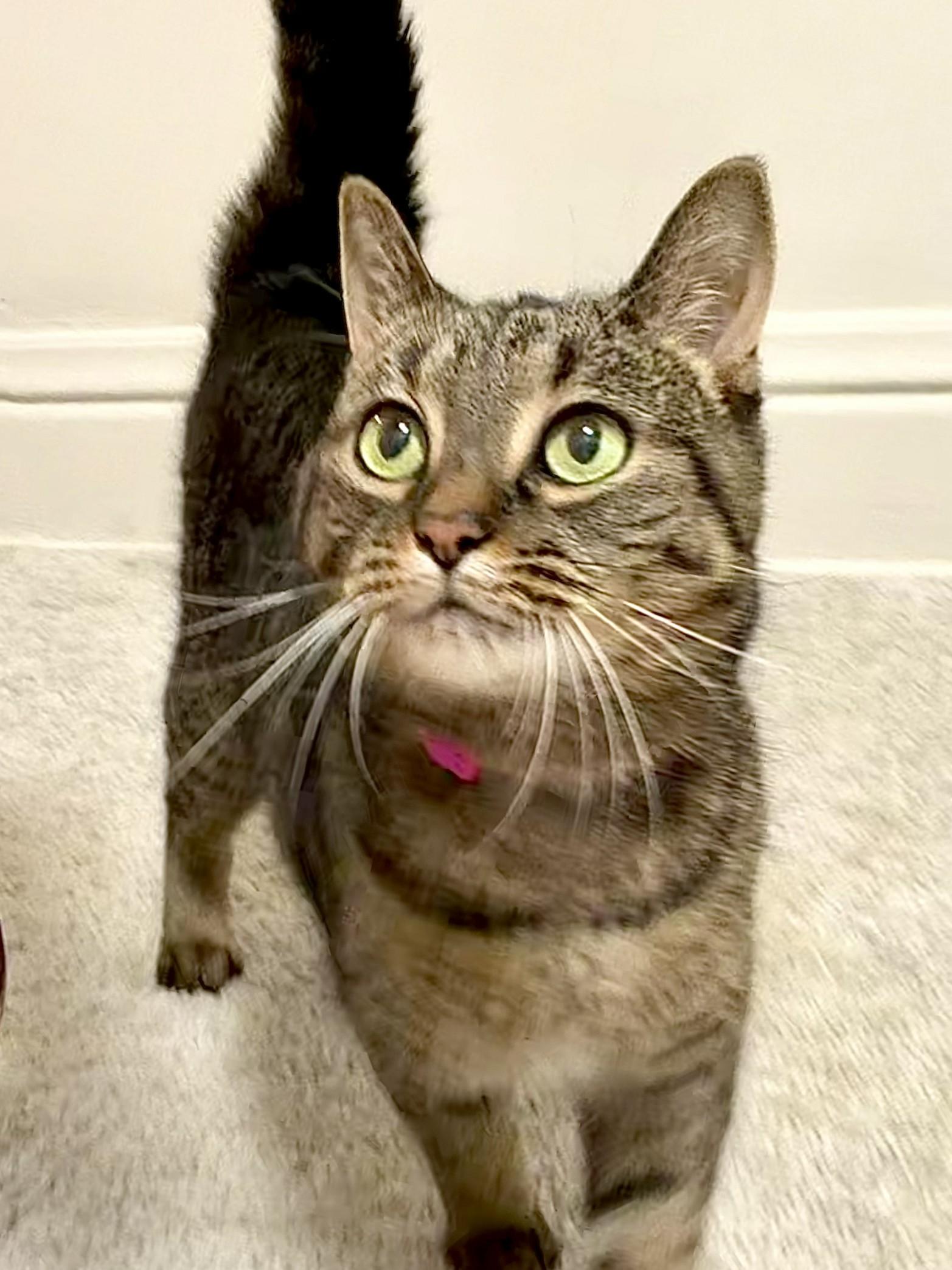 Lulu (courtesy post), Adoptable, Adult Female Tabby.