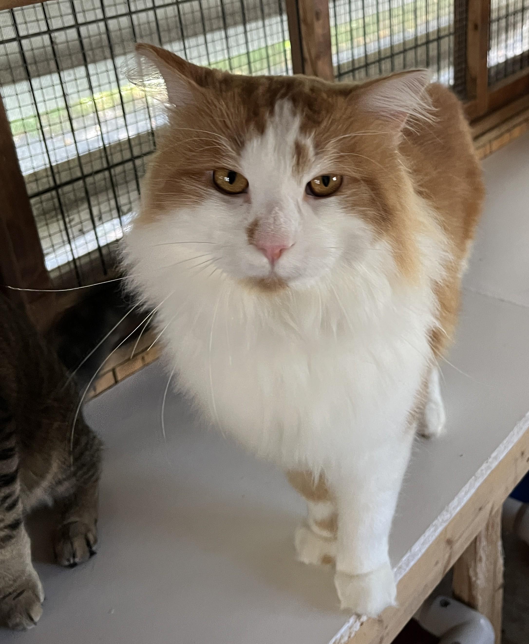 Enlarge COOKIE (CR/SC), an adopted mixed breed in Sainte-Angele-de-Monnoir, QC image 6/6