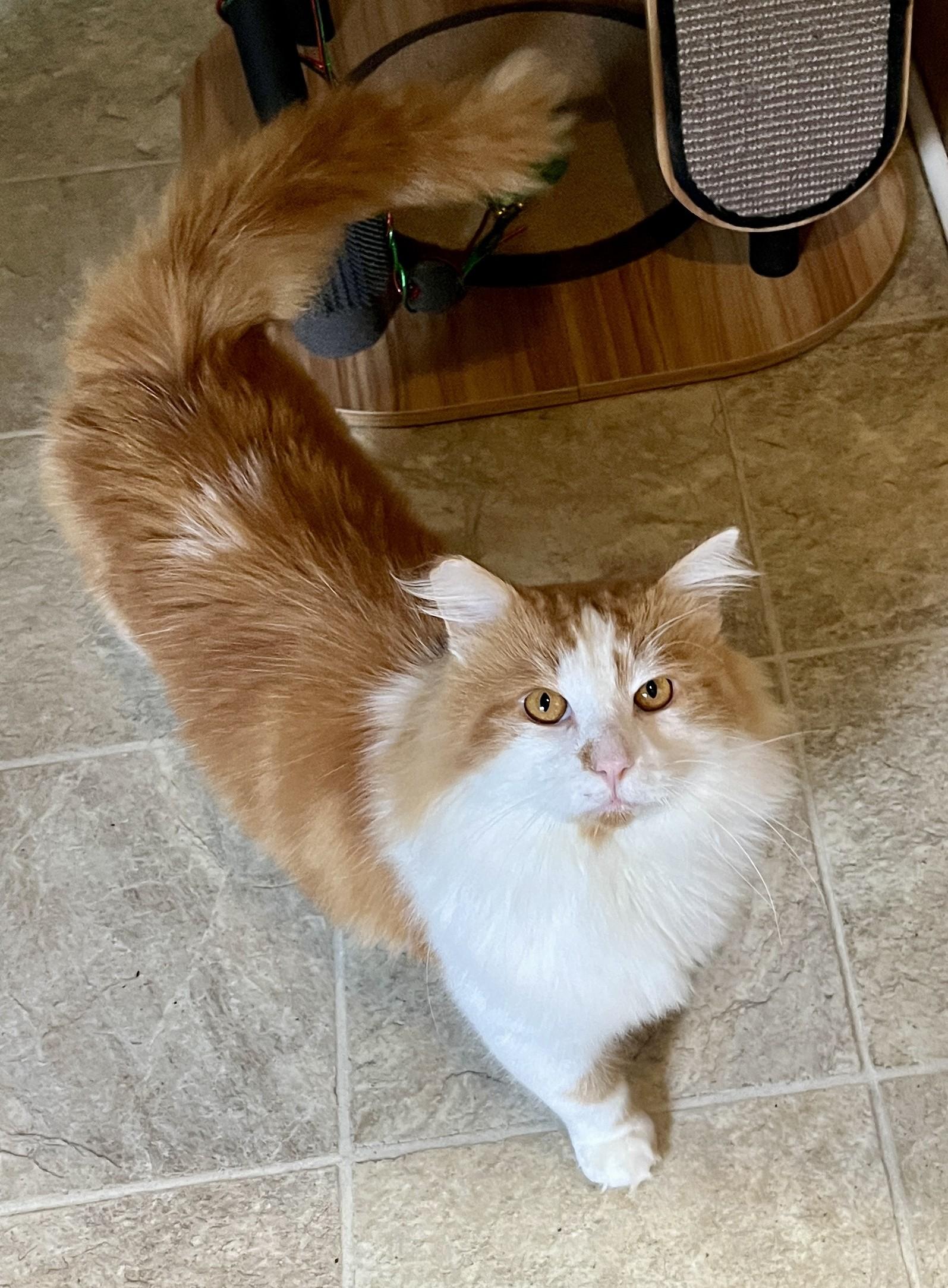 Enlarge COOKIE (CR/SC), an adopted mixed breed in Sainte-Angele-de-Monnoir, QC image 2/6