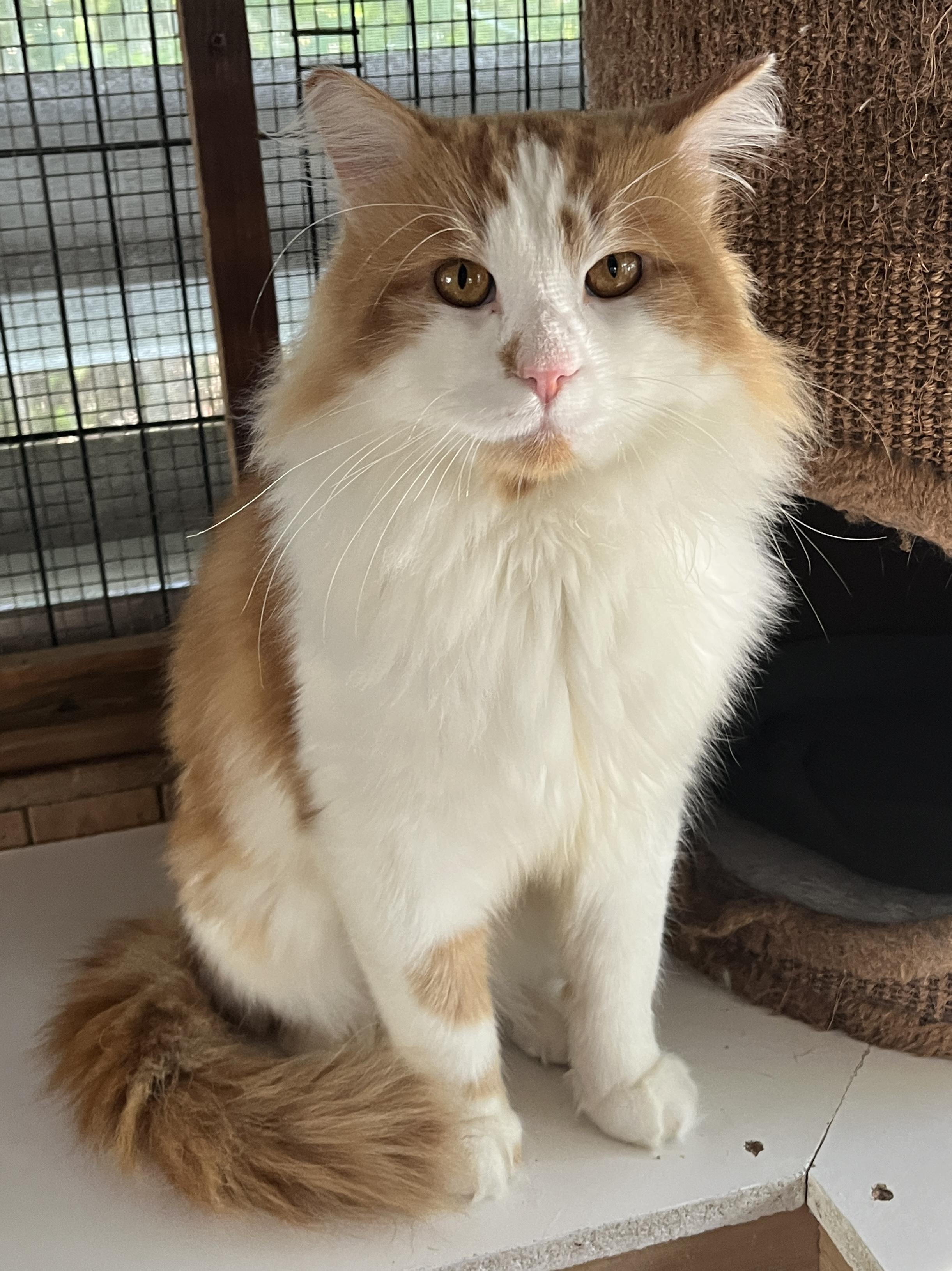 COOKIE (CR/SC), adopted, Adult Male Domestic Long Hair & Norwegian Forest Cat.