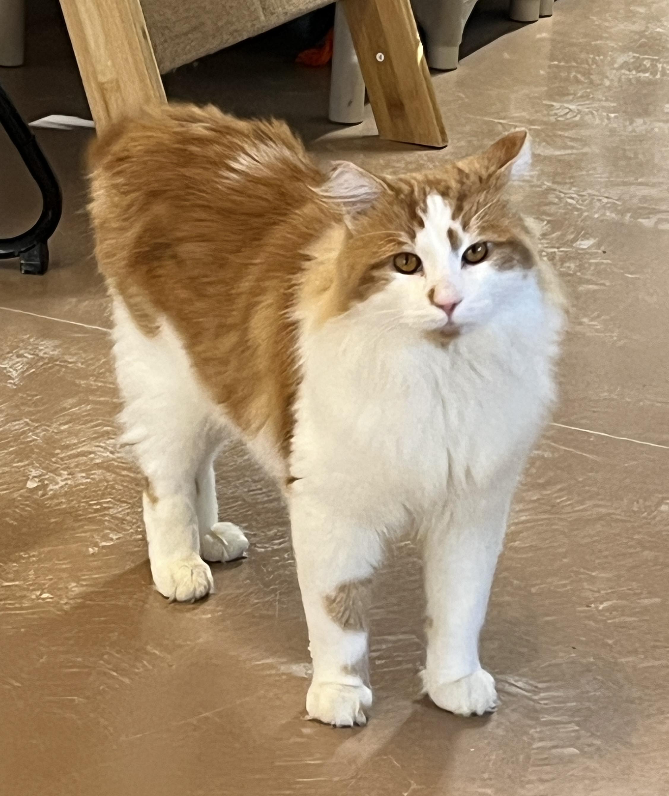 Enlarge COOKIE (CR/SC), an adopted mixed breed in Sainte-Angele-de-Monnoir, QC image 5/6