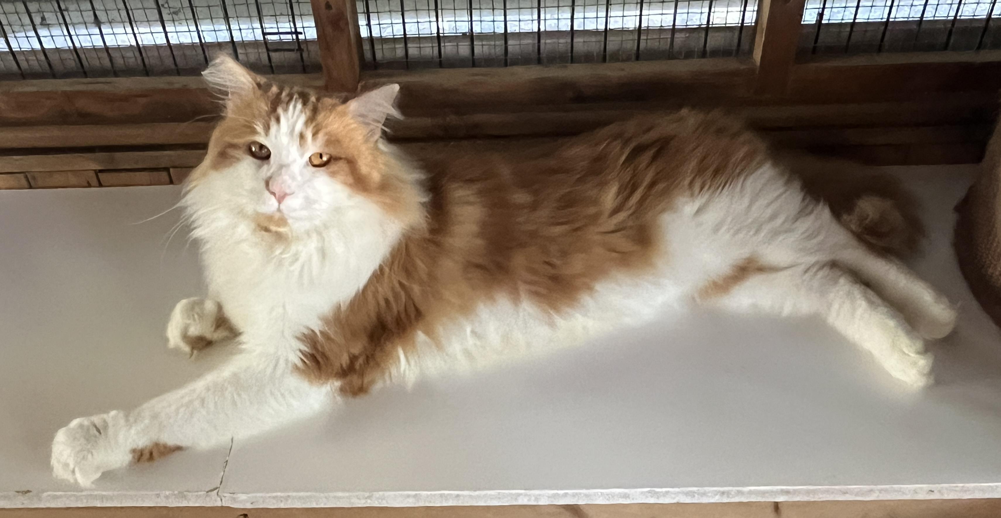 Enlarge COOKIE (CR/SC), an adopted mixed breed in Sainte-Angele-de-Monnoir, QC image 3/6