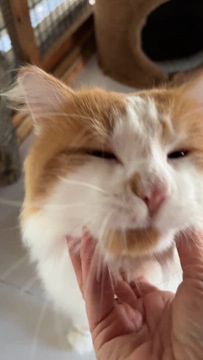 Enlarge COOKIE (CR/SC), an adopted mixed breed in Sainte-Angele-de-Monnoir, QC video 4/6