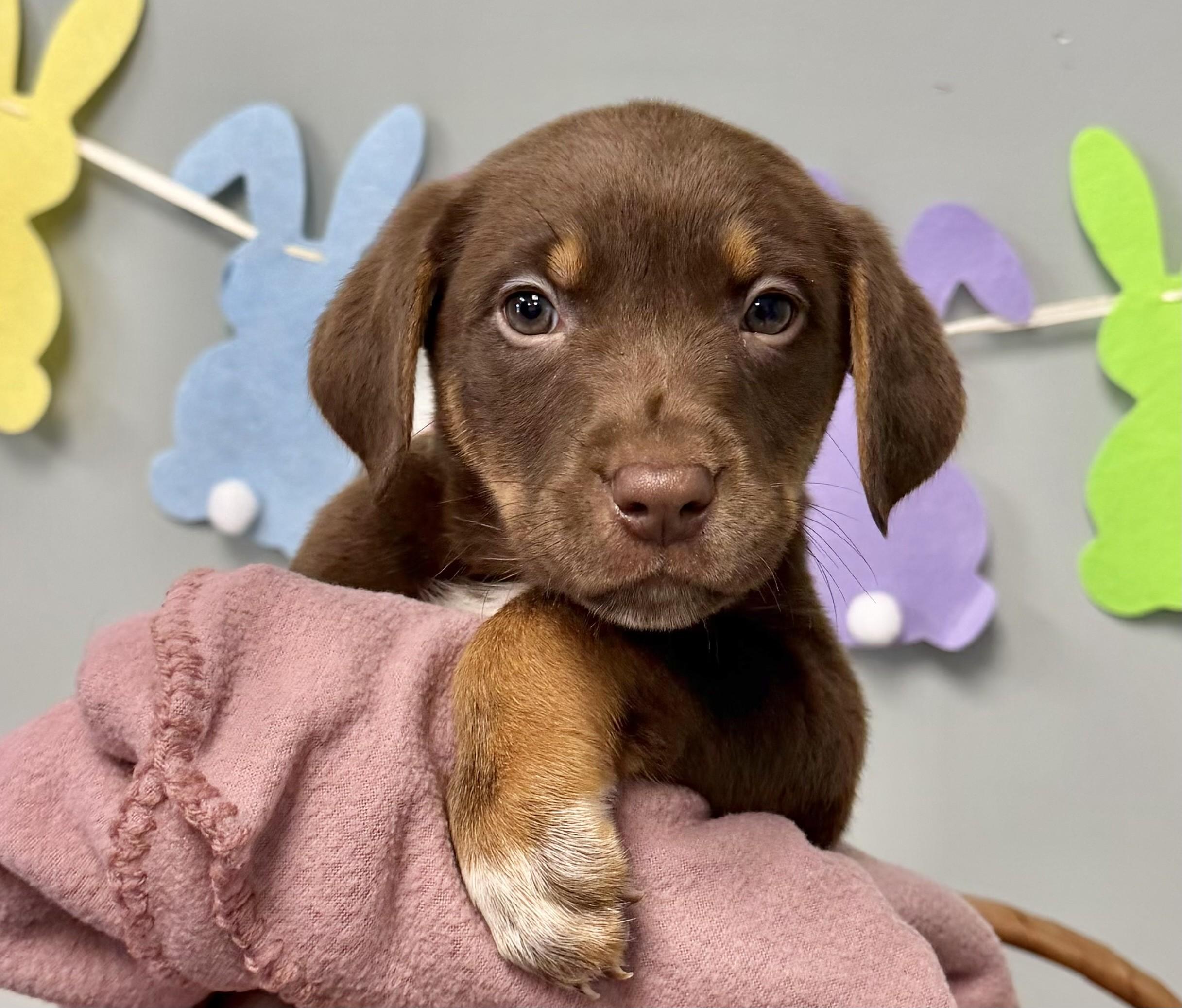 BROOKE, adopted, Puppy Female Mixed Breed.
