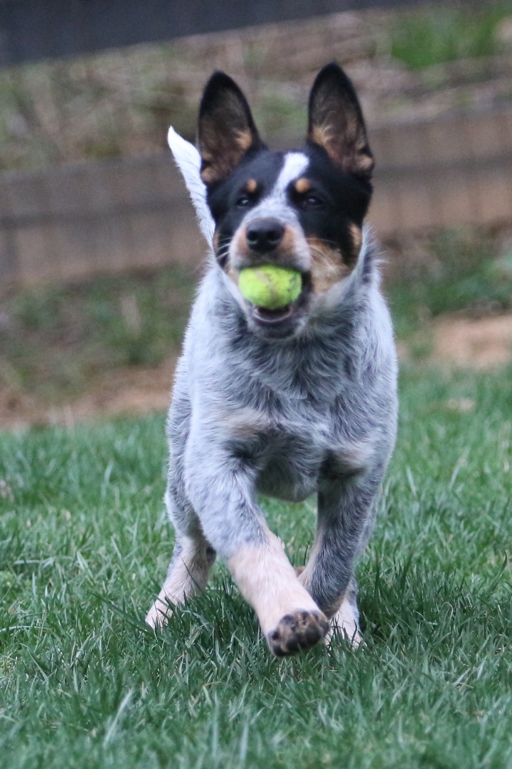 Enlarge Ian, a Adopted mixed breed in Lovettsville, VA image 1/19