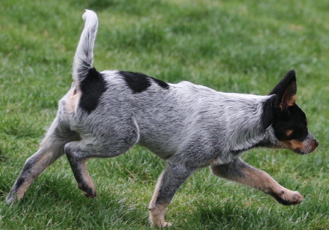 Enlarge Ian, a Adopted mixed breed in Lovettsville, VA image 2/19