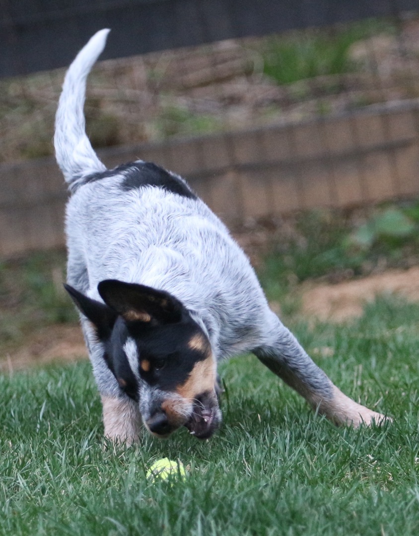 Enlarge Ian, a Adopted mixed breed in Lovettsville, VA image 3/19